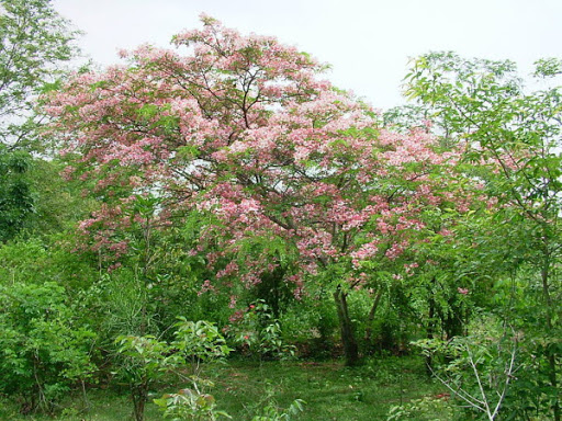 Cây Muồng hoa đào. Cassia javanica L., subsp, nodosa - Cây Thuốc Nam Quanh Ta